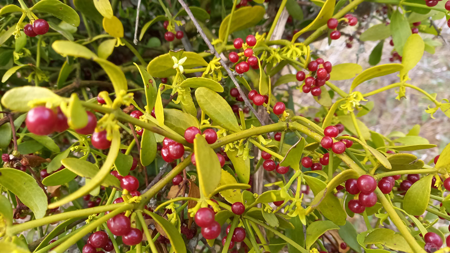 Fleurs mâles et fruits